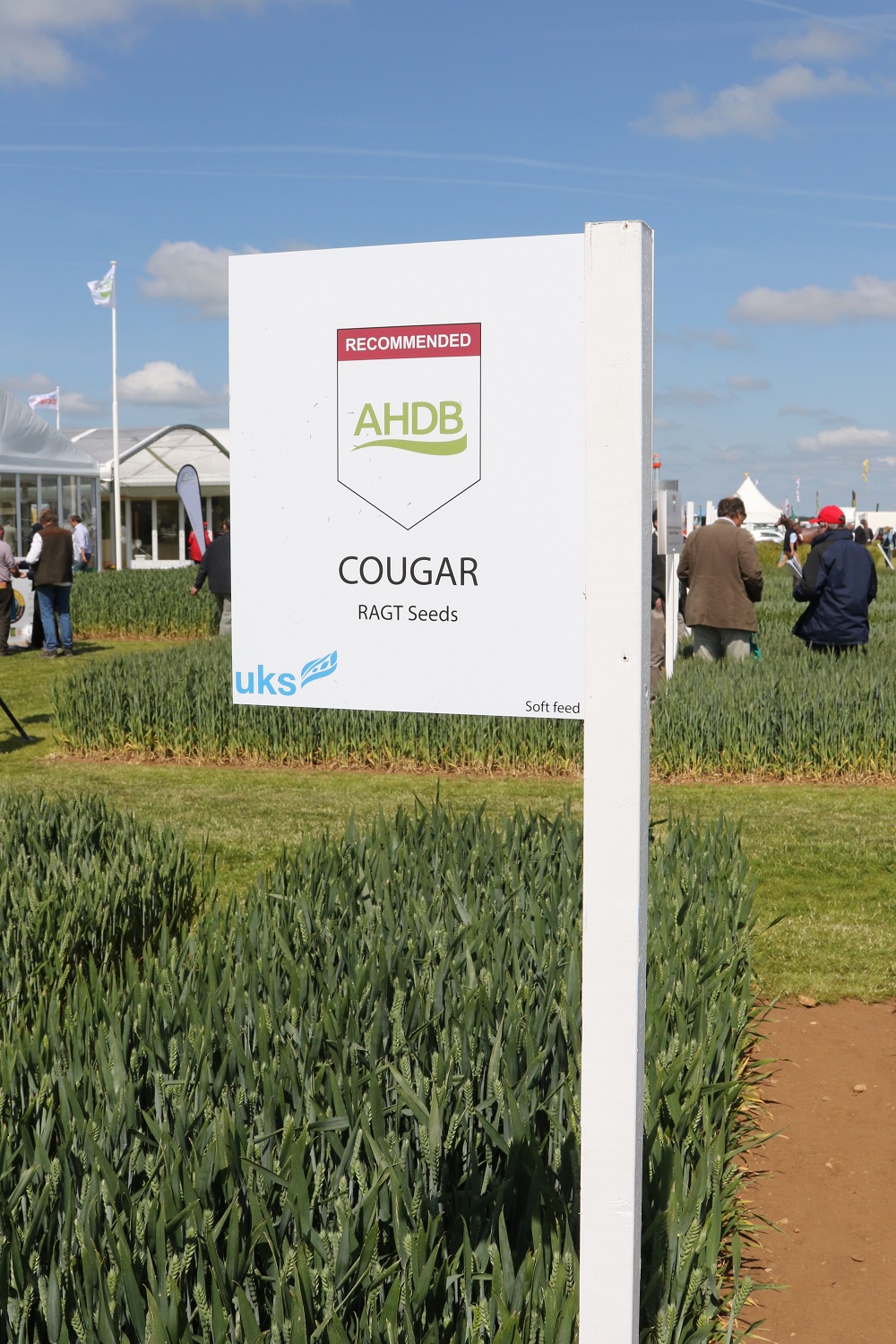 Winter wheat variety Cougar at Cereals 2015